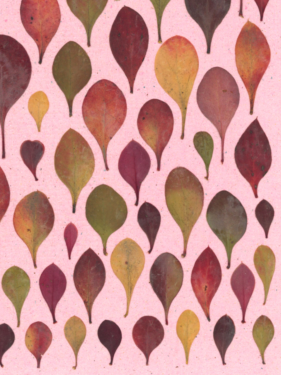 Pastel - print de arta cu flori presate traditional, hartie premium, inramat, dimensiuni personalizate, cadou ideal pentru casa [5]