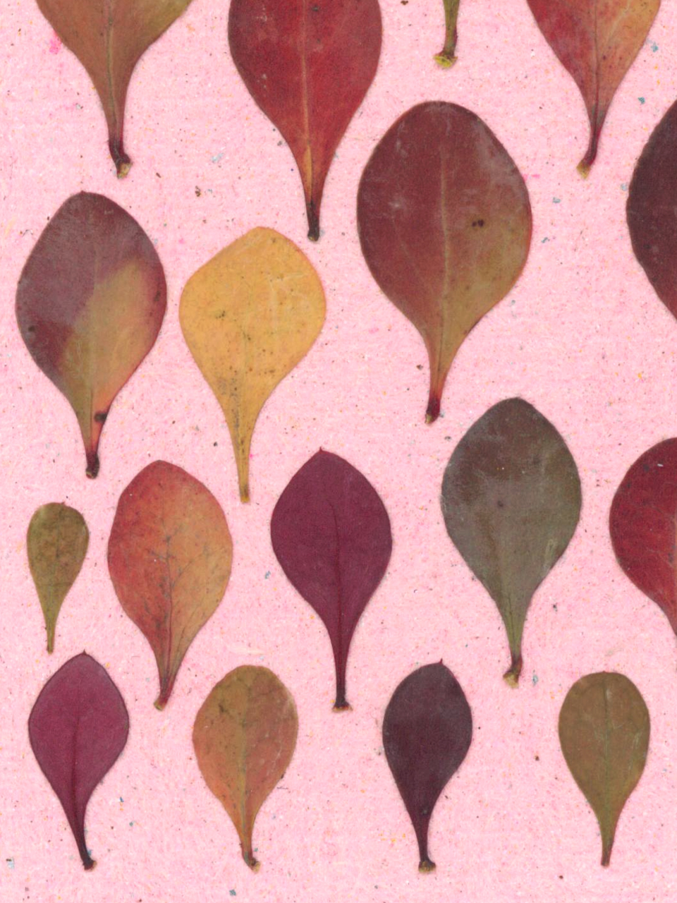 Pastel - print de arta cu flori presate traditional, hartie premium, inramat, dimensiuni personalizate, cadou ideal pentru casa [4]