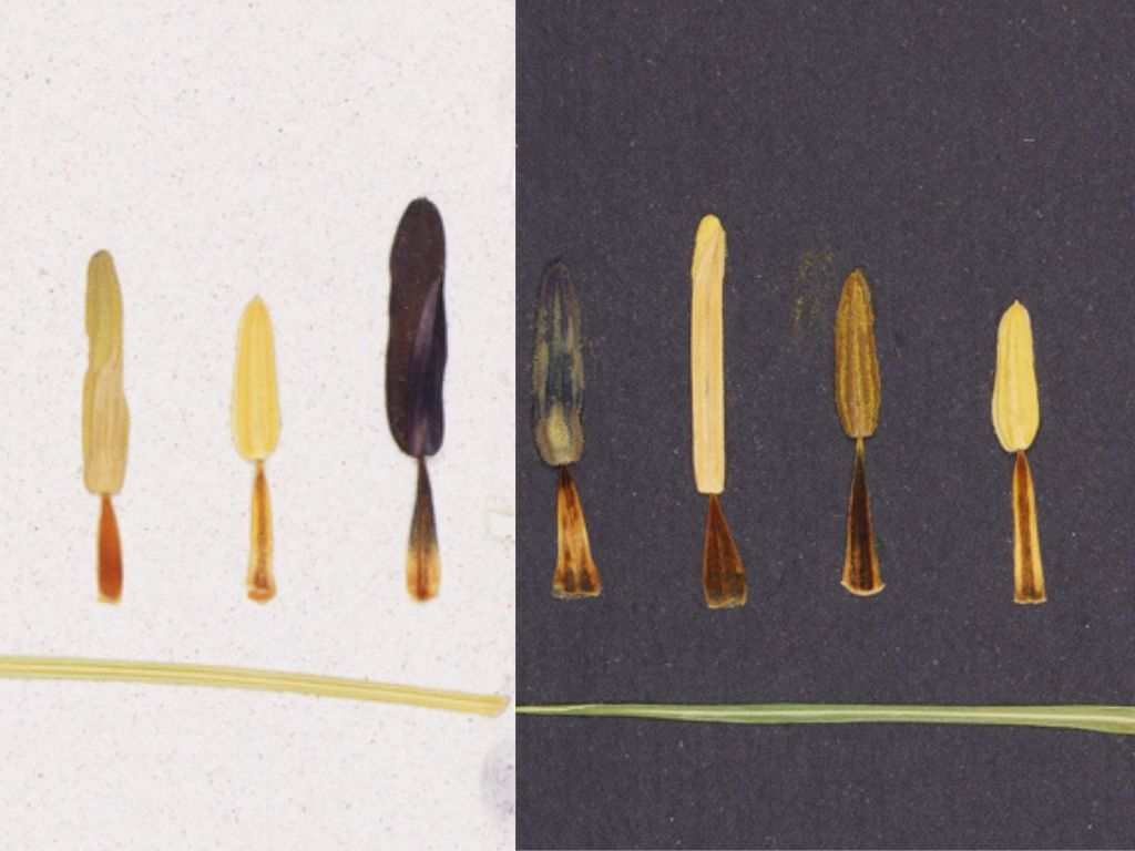 Calatoria -  set 2 printuri de arta cu flori presate traditional, hartie premium, inramat, dimensiuni personalizate, cadou ideal pentru casa [4]