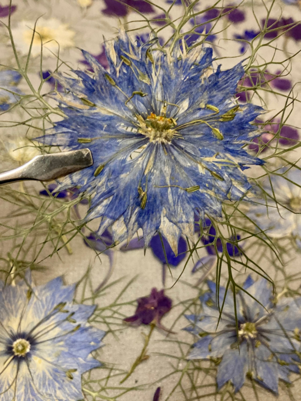 Vis de iarna - print de arta cu flori presate traditional, hartie premium, inramat, dimensiuni personalizate, cadou ideal pentru casa [5]