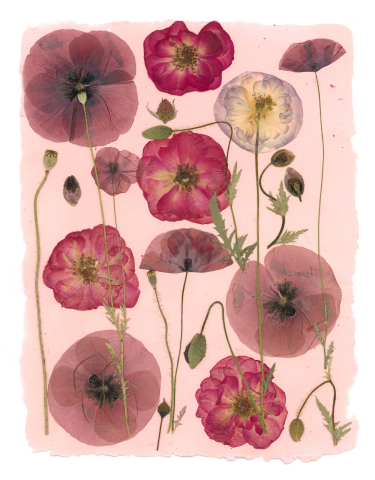 Produse - Camp cu maci - print de arta cu flori presate traditional, hartie premium, inramat, dimensiuni personalizate, cadou ideal pentru casa