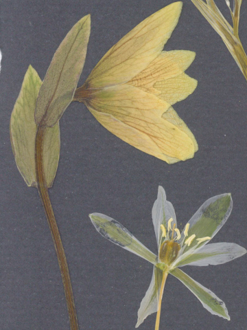 Helleborus - print de arta cu flori presate traditional, hartie premium, inramat, dimensiuni personalizate, cadou ideal pentru casa [4]