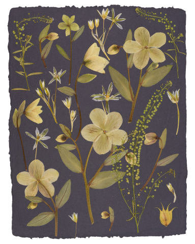 Produse - Helleborus - print de arta cu flori presate traditional, hartie premium, inramat, dimensiuni personalizate, cadou ideal pentru casa