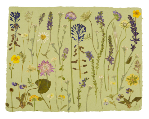 Produse - In poienita - print de arta cu flori presate traditional, hartie premium, inramat, dimensiuni personalizate, cadou ideal pentru casa