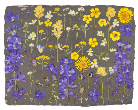 Produse - Intre Cer si Pamant - print de arta cu flori presate traditional, hartie premium, inramat, dimensiuni personalizate, cadou ideal pentru casa