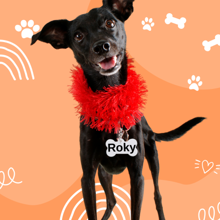 breloc-os-personalizat-poza-text-zgarda [2]