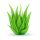 Aloe Vera Organică