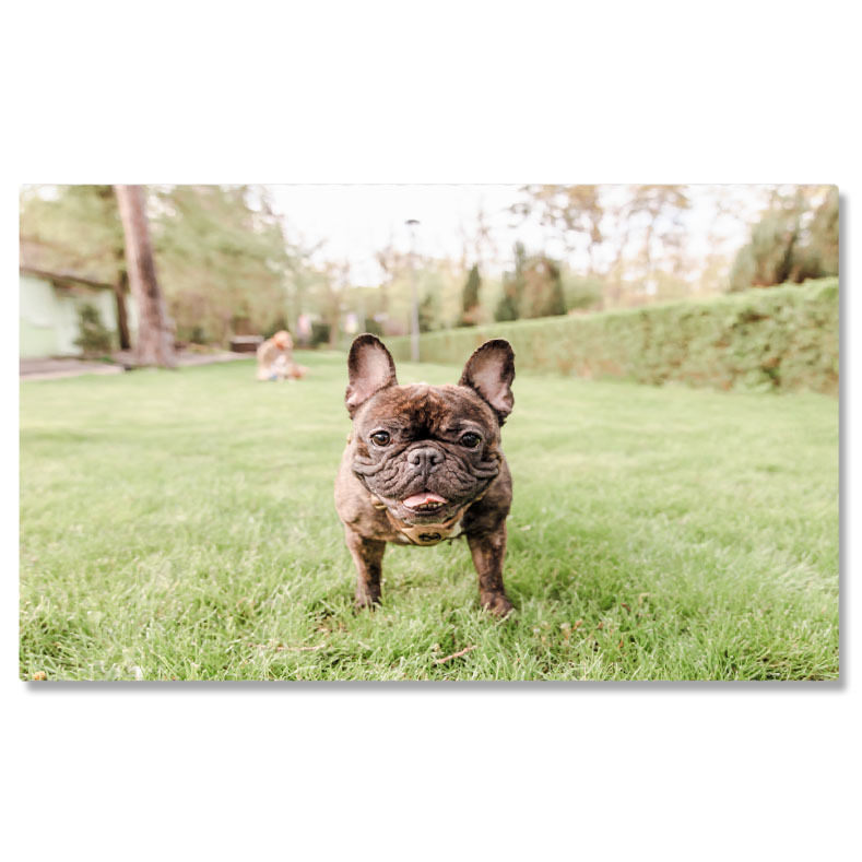 Câini - Tablou canvas cu caine, bulldog francez, ham, copaci, gazon, natura, multicolor 40x25CM