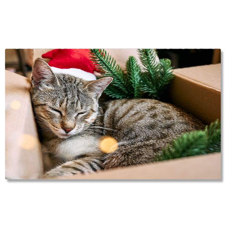 Animale - Tablou Canvas Pisica Tabby cu Palarie de Mos Craciun Rosie pisica, relaxare, Craciun fericit, cadou, umor 1577 40x25CM