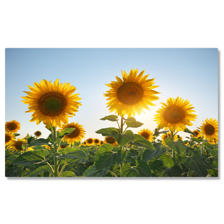 Flori - Tablou Canvas Camp de Floarea-soarelui Peisaj, Natura, Vara, Flori. 1950 40x25CM