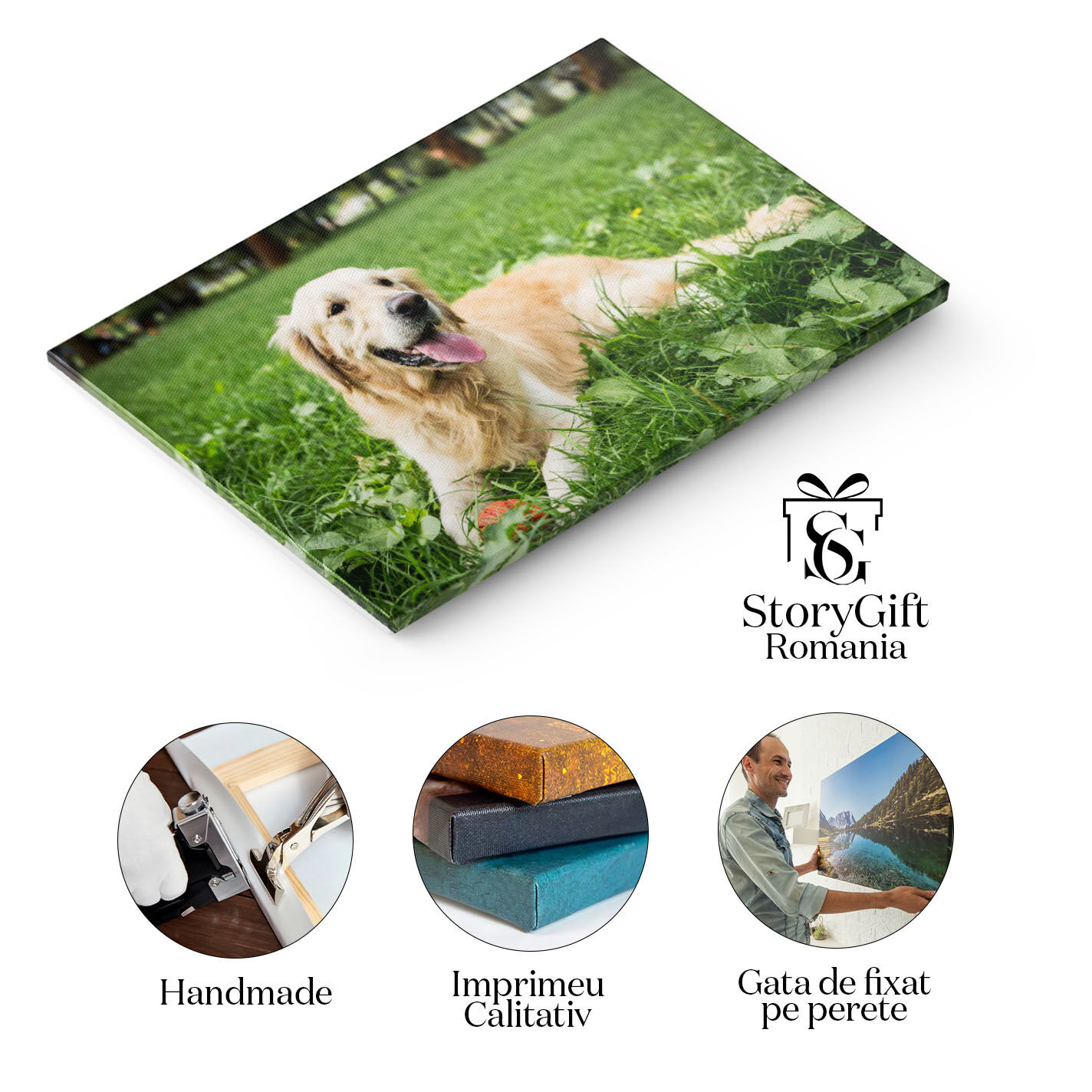 Tablou Canvas Retriever Auriu Amuzant Odihnindu-se pe Gazon Verde Golden Retriever, Amuzant, Odihna, Gazon Verde, Relaxare. 2100 40x25CM [1]