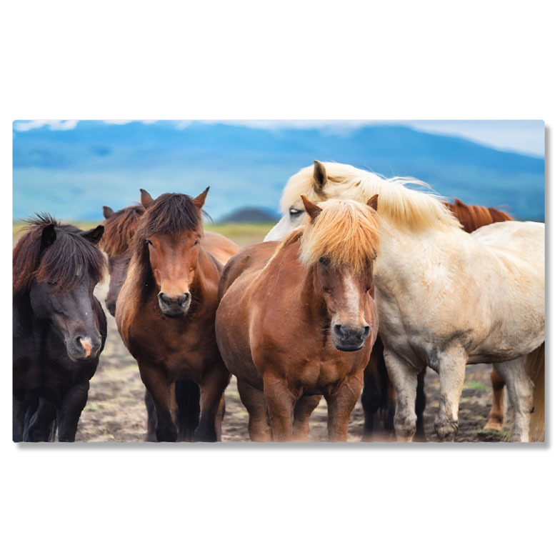 Animale - Tablou Canvas Cai salbatici in Islanda, Frumusetea Naturii, cai, natura, Islanda, grup 2411 40x25CM