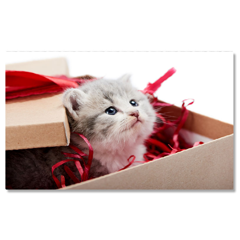 Animale - Tablou Canvas Pisicuta Gri Curioasa Privind de Pe Masa de Decoratii, Pisica, Draguta, Jucarie, Pufos 2795 40x25CM