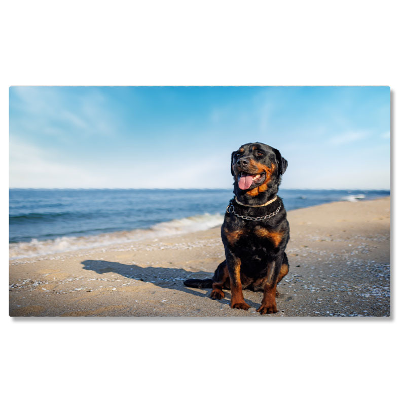 Câini - Tablou Canvas Rottweiler Pe Plaja cu Fundalul Oceanului, coasta, primavara, apa, plaja, Rottweiler 3802 40x25CM