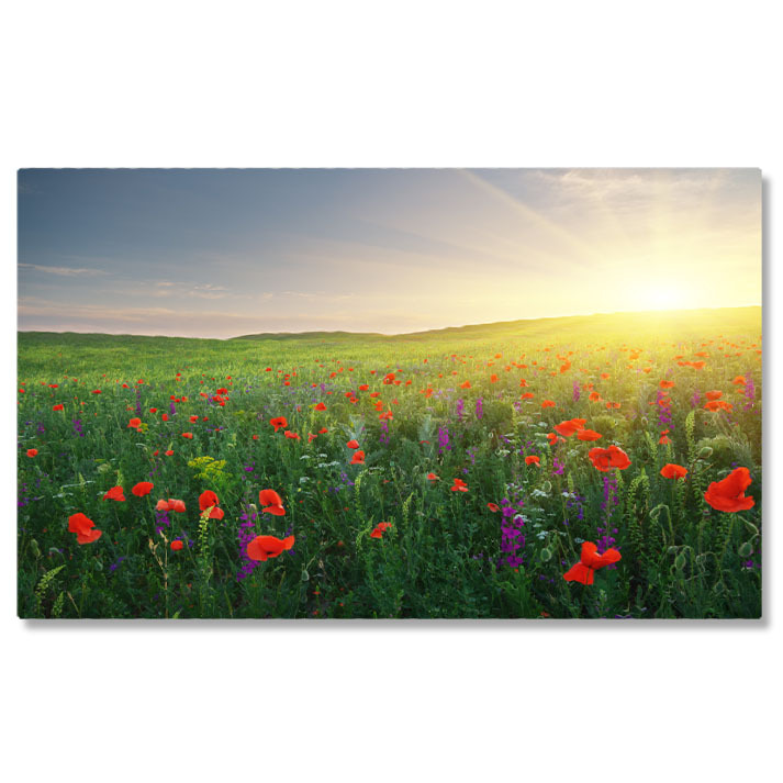 Flori - Tablou Canvas Pajiste de Primavara: Flori, Pajiste, Peisaj, Natura, Soare. 4178 40x25CM
