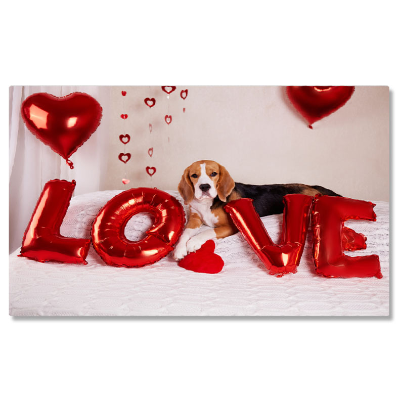 Câini - Tablou Canvas Cainele Beagle sta pe pat intr-o camera decorata, caine, Beagle, iubire, prezent, inima 4475 40x25CM