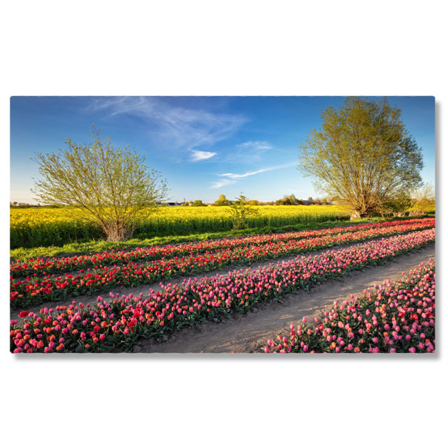 Flori - Tablou Canvas Camp de Lalele in Bloom la Apus, primavara, peisaj, flori, agricultura, natura 4838 40x25CM