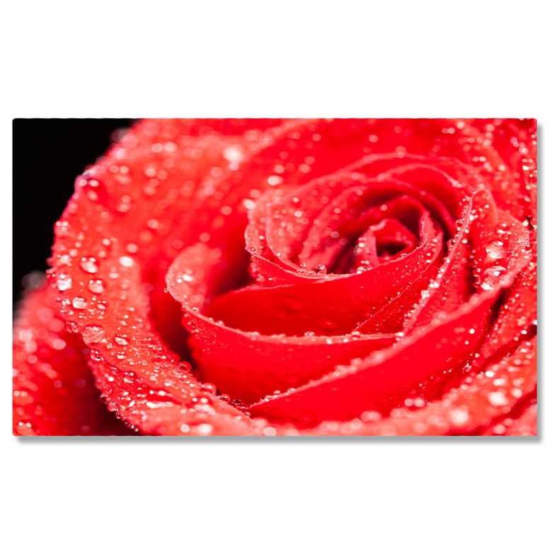 Flori - Tablou Canvas Simbol al Iubirii trandafir Rosu pe Fundal Negru, Frumusete Naturala inalta si Eleganta in Contrast de Culori 40x25CM
