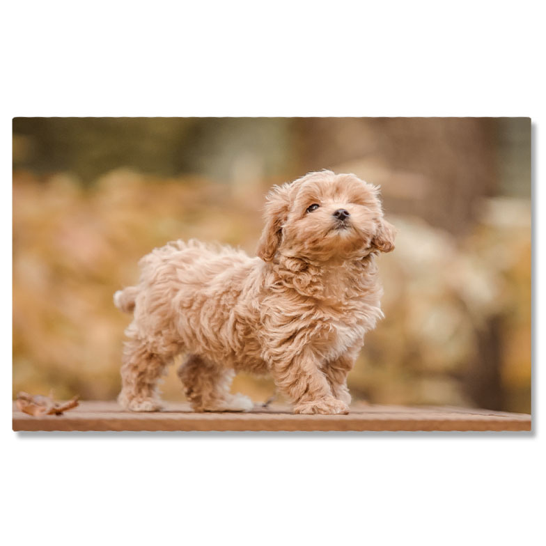 Câini - Tablou canvas cu pui de catel, poodle, toamna, banca de lemn, frunze, multicolor 40x25CM