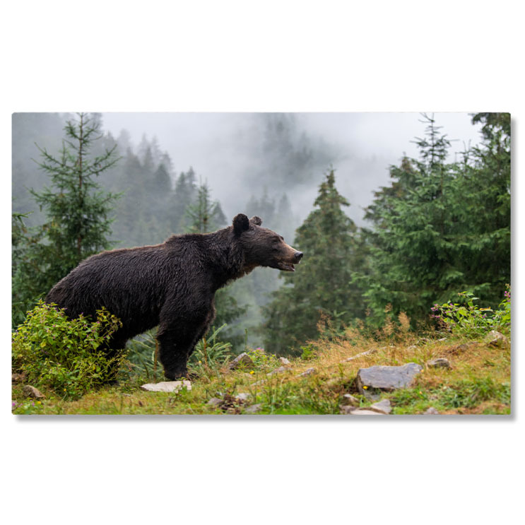 Animale - Tablou Canvas - Padurea Taigalei: Peisajul Minunat al Nordului, insotit de Maretia Ursului Grizzly 40x25CM