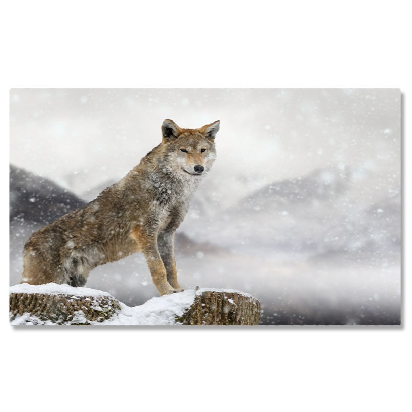 Animale - Tablou Canvas - Lup in Peisaj de Iarna: Pradatorul in Zapada intr-un Cadru Natural 40x25CM