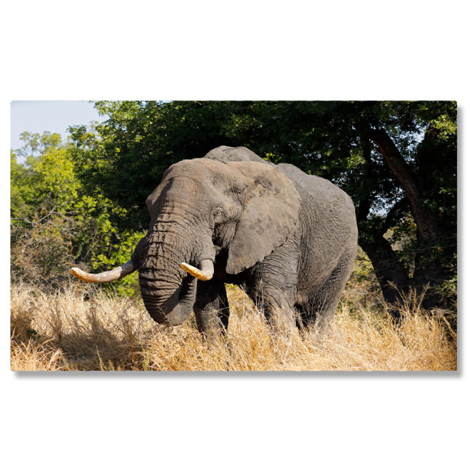 Animale - Tablou Canvas: Elefant African - Kruger, Maretie, Natura, Safari, Salbaticie 40x25CM