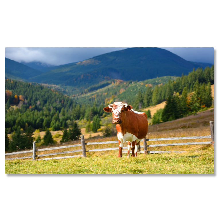 Animale - Tablou Canvas - Europe, Carpati: Animale la Ferma in Peisaj Natural 40x25CM