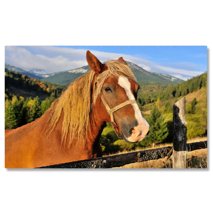 Animale - Tablou Canvas - Cal in Carpati: Pasune, Peisaj, Natura, Cer si Nouri 40x25CM