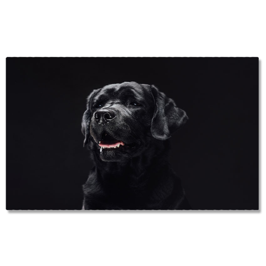 Câini - Tablou Canvas - Retriever Pufos, Portret Close-Up si Veselie Canina 40x25CM