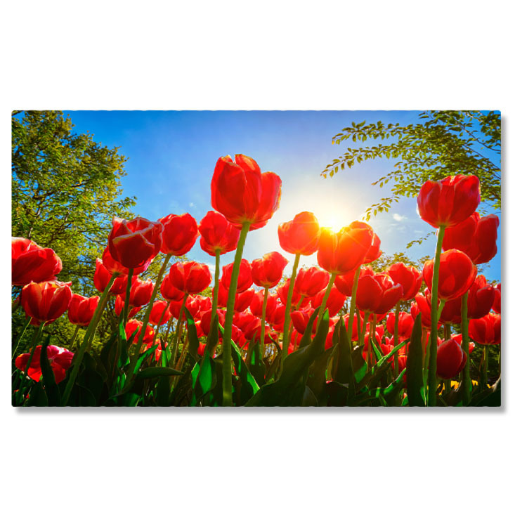 Flori - Tablou Canvas - Camp de lalele, splendoare olandeza, frumusete naturala 40x25CM