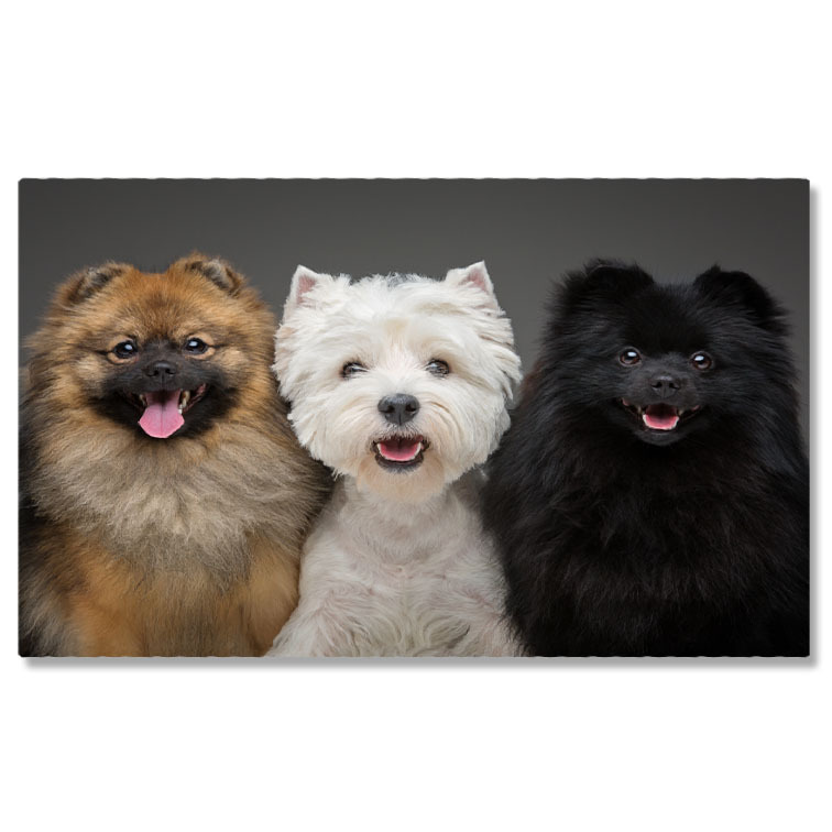 Câini - Tablou Canvas - Pomeranian Spitz: Catelus Negru si Alb cu Privire Pozitiva 40x25CM