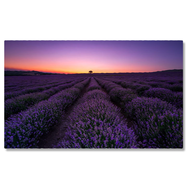 Flori - Tablou Canvas - Lavanda in Provence: Magie la Rasarit si Apus 40x25CM