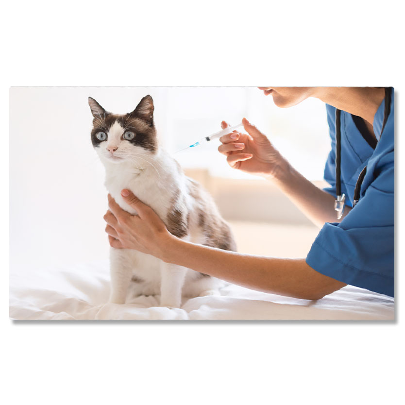 Pisici - Tablou Canvas - ingrijire Medicala pentru Pisici: Vaccinare si Sanatate 40x25CM