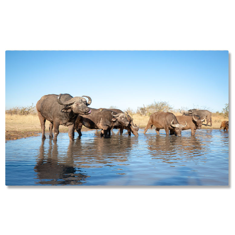 Animale - Tablou Canvas: Bivoli de apa domestic In Natura 40x25CM