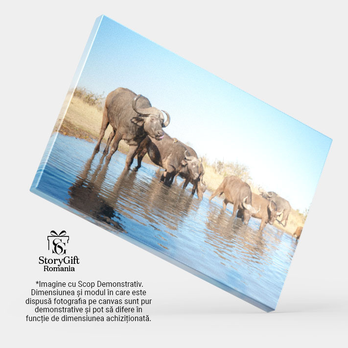 Tablou Canvas: Bivoli de apa domestic In Natura 40x25CM [3]