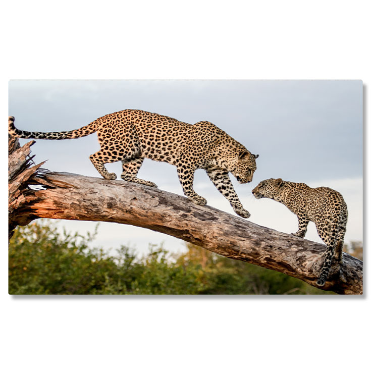 Animale - Tablou Canvas: 2 Feline, Mama si Puiul 40x25CM