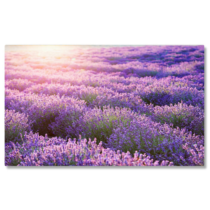 Flori - Tablou Canvas: Camp de Lavanda in Provence - Arome si Lumini 40x25CM