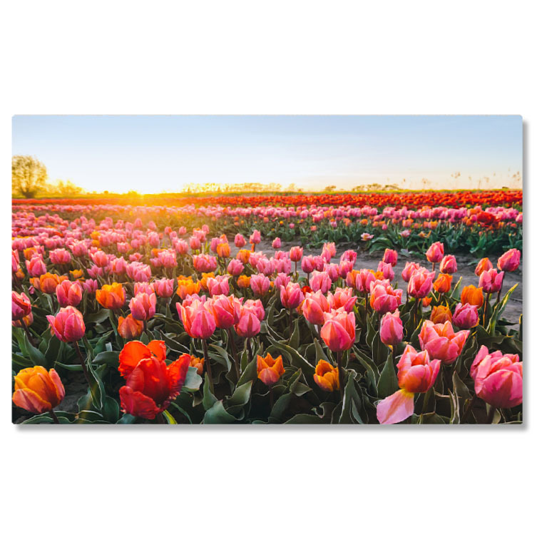 Flori - Tablou Canvas: Înfrumuse?area Prim?verii în Agricultur? - Câmpuri Înflorite la Apus în Natur?" 40x25CM