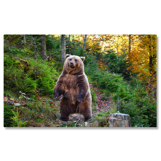 Animale - Tablou Canvas: Urs Brun la Plimbare Toamna - intalnire in Padure 40x25CM