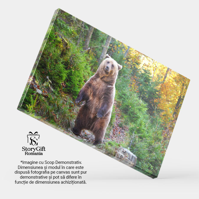 Tablou Canvas: Urs Brun la Plimbare Toamna - intalnire in Padure 40x25CM [3]