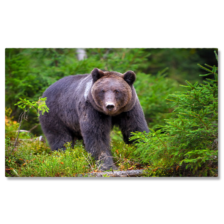 Animale - Tablou Canvas: Pauza de Toamna cu Urs Brun in Padure 40x25CM