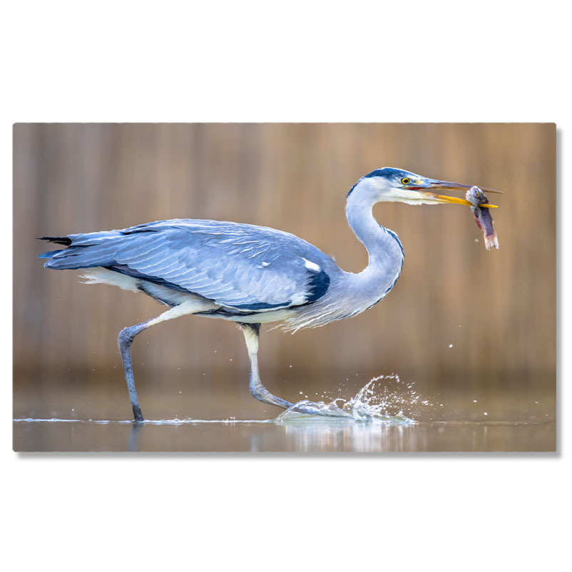 Păsări - Tablou Canvas Pescar Egreta - Mestecand in Ungaria 40x25CM