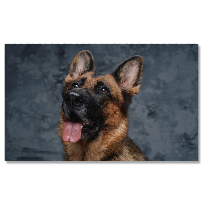 Câini - Tablou Canvas Ciobanesc German - Gardian Cu Privire Vigilenta 40x25CM