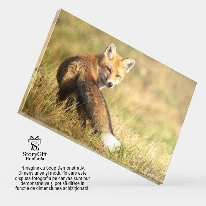 Tablou Canvas - Vulpea Rosie: Observand Soarele in Taramul Salbatic 40x25CM [3]