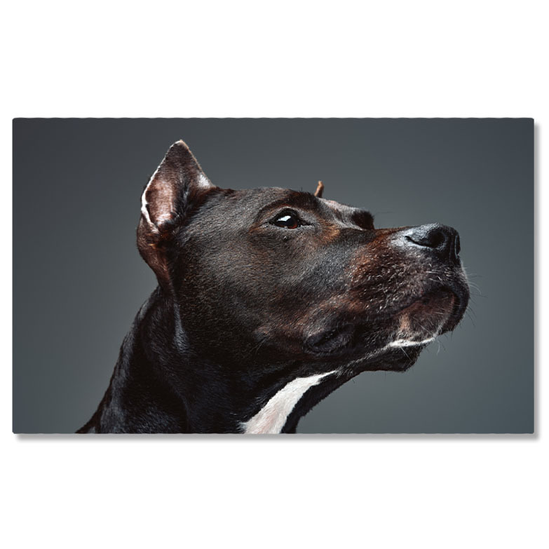 Câini - Tablou Canvas cu Staffordshire Bullterrier - Eleganta si Loyalitate 40x25CM