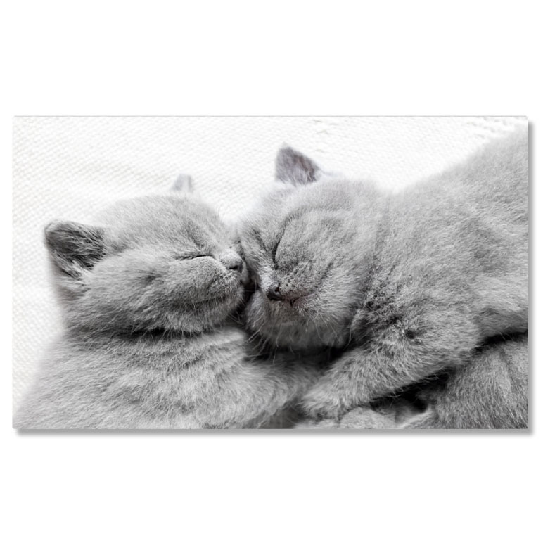 Animale - Tablou Canvas cu Pui de Pisica Somnoros - Dragoste si Caldura in Somn 40x25CM