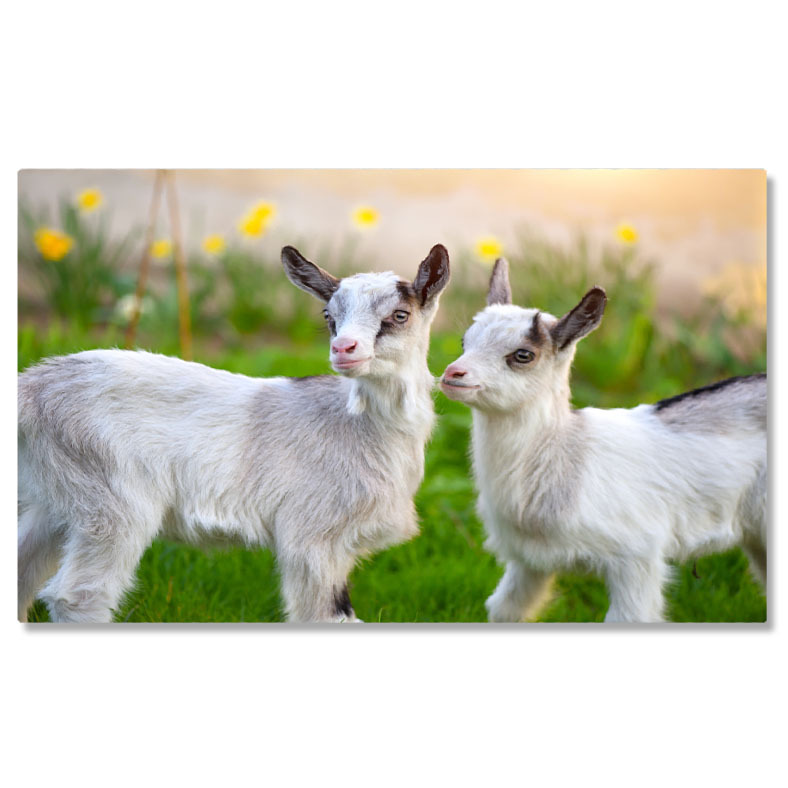 Animale - Tablou Canvas cu Pui de Capra in Gradina - Micute Fiinte Curioase 40x25CM