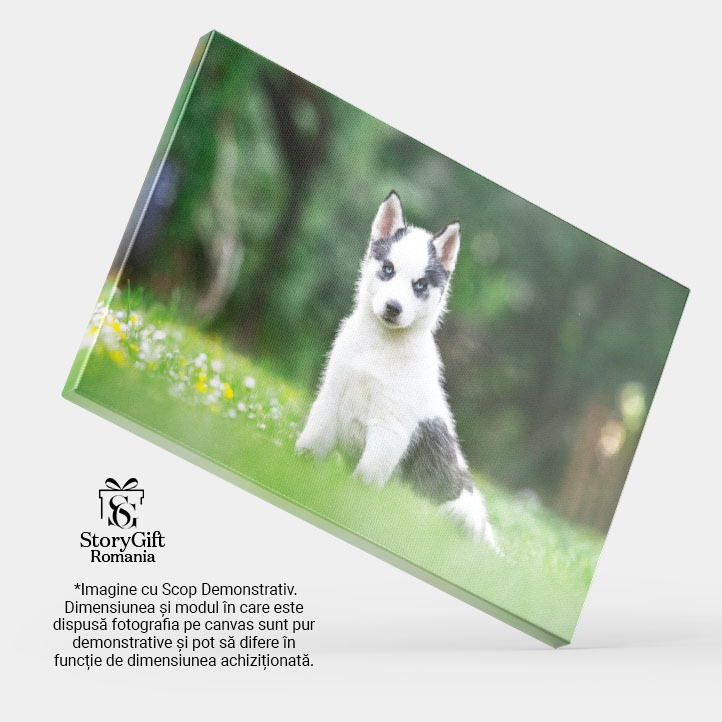Tablou Canvas Caine Alb Mic, Rasa Husky Siberian, animal de companie, husky, gradina, natura 92 40x25CM [3]