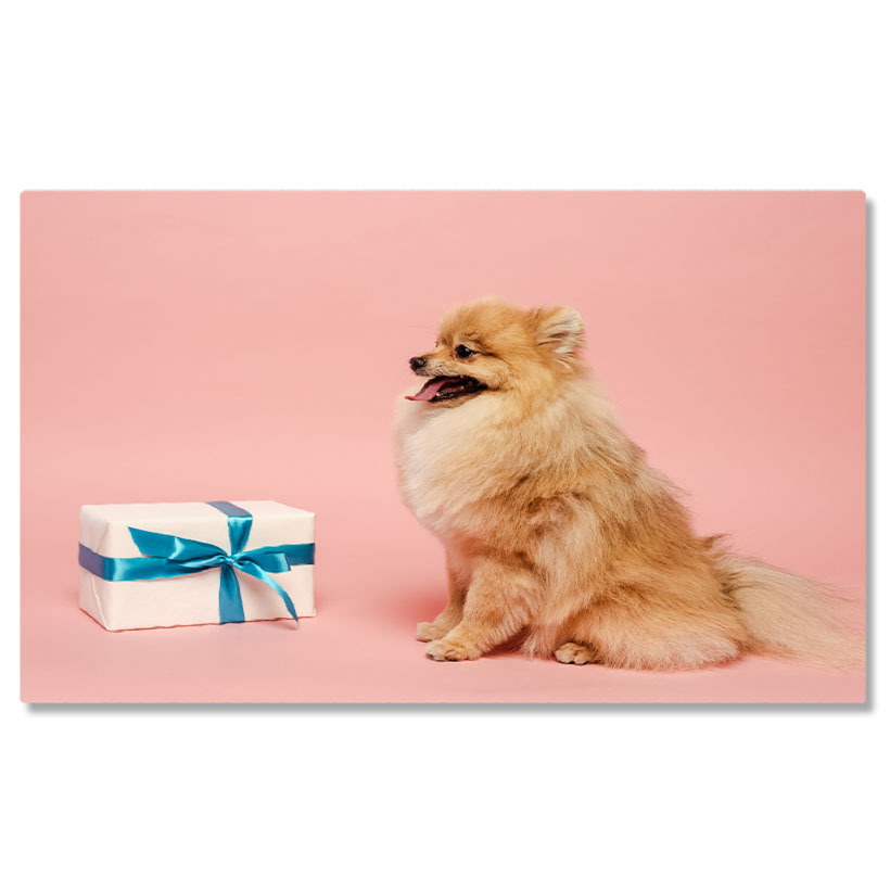 Câini - Tablou Canvas Pomeranian Spitz Adorabil cu Cadou de Ziua de Nastere adorabil, Pomeranian, cadou, ziua de nastere, haioas 142 40x25CM