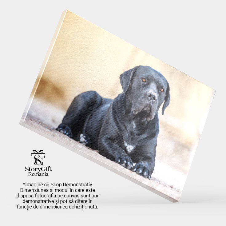 Tablou Canvas Cane Corso Negru Culcat Prieten devot. Cane Corso, negru, prieten, devot 863 40x25CM [3]